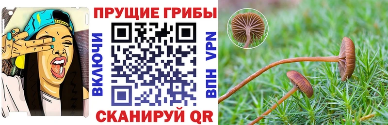 Псилоцибиновые грибы ЛСД  hydra рабочий сайт  Светлогорск 