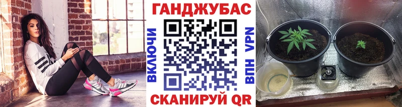 Конопля план Светлогорск